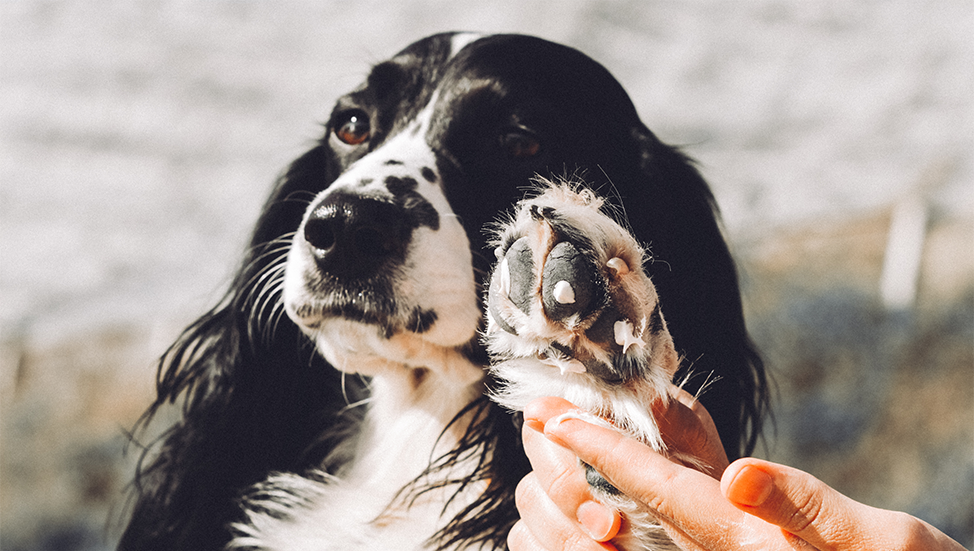 How To Ease Your Dog's Winter Itch